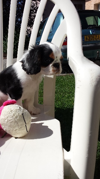 de la cote chaude - Chiots disponibles - King Charles Spaniel