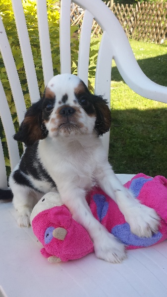 de la cote chaude - Chiots disponibles - King Charles Spaniel