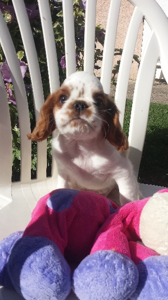 de la cote chaude - Chiots disponibles - King Charles Spaniel